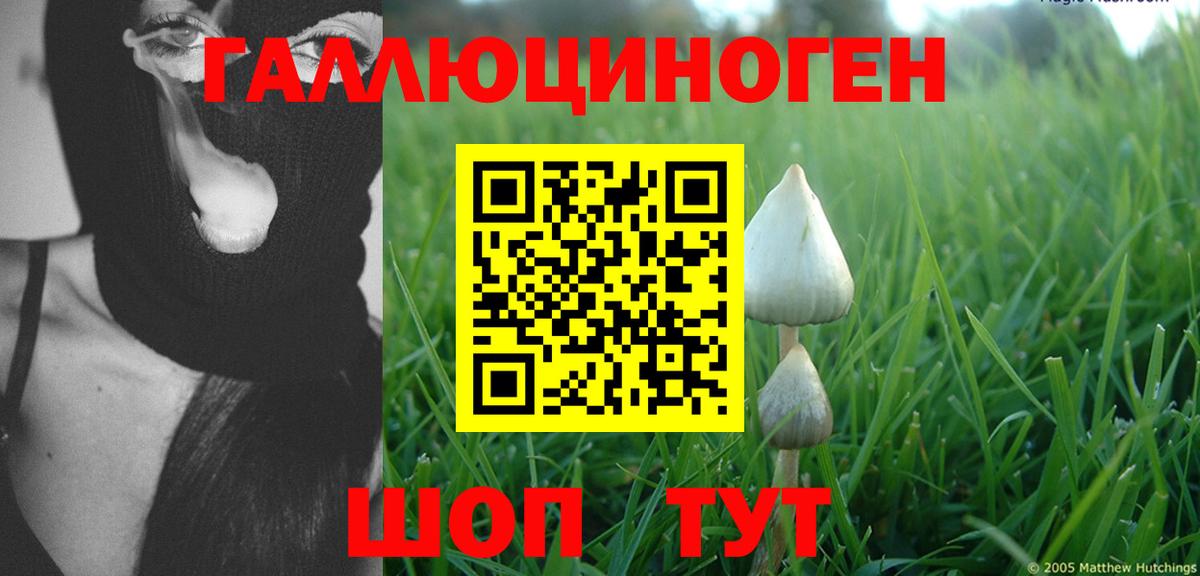 Заволжье  Галлюциногенные грибы Cubensis  где продают   Вход с VPN 